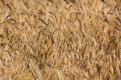 Wheat Field Background Photo