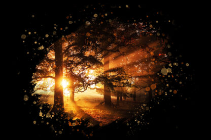Inspiring Sunrays in the Woods on Black - Royalty-Free Stock Images