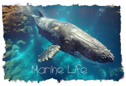Graceful Humpback Whale Marine Life Artwork